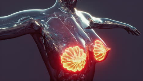 science-anatomy-of-human-body-with-glow-mammary-gland