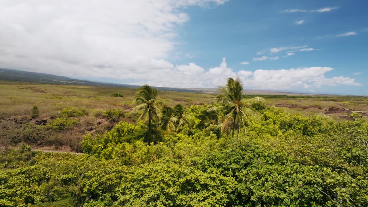 Drone Revealed Offshore Tropical Vegetation In Punaluʻu Beach, Big Island Of Hawaii