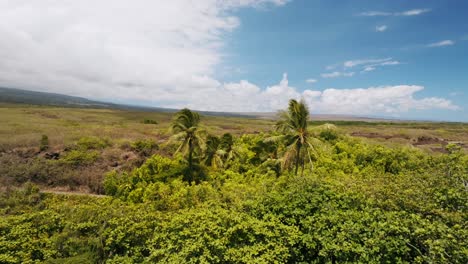 無人機在夏威夷大島的punaluʻu海灘發現了沿海熱帶植被