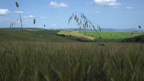 slowly moving through a lush field of crops and wild flowers in summer in the famous and beautiful val d'orcia in italy