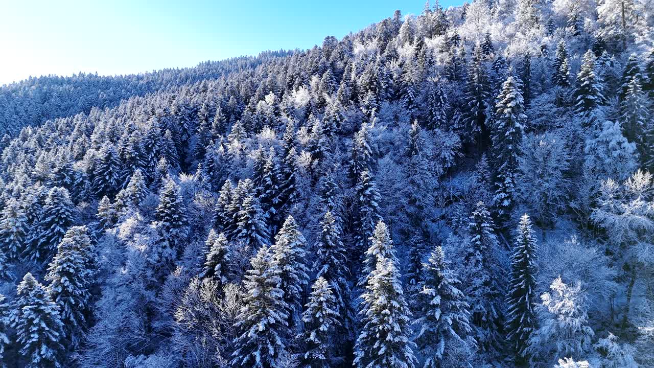 Letecký pohled z nízké výšky na zasněžené stromy zimního lesa v pohoří Vogézy 4K.