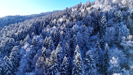 Aerial-low-fly-view-over-snowcapped-winter-forest-trees-in-Vosges-mountains-4K