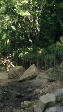 peaceful forest stream