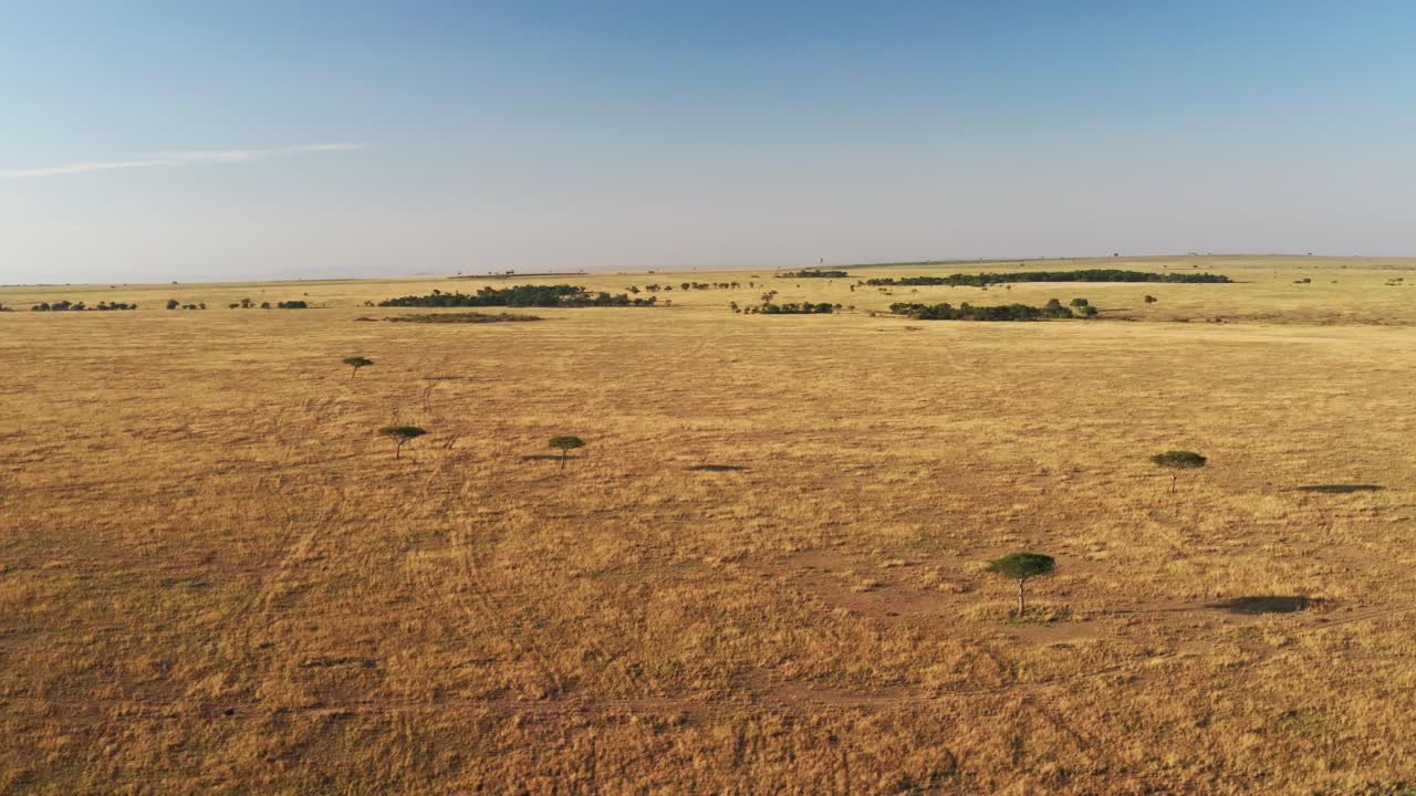 Aerial drone shot of Maasai Mara Africa Landscape Scenery of Savanna Plains and Grassland, Acacia Trees High Up View Above Masai Mara National Reserve in Kenya, Wide Establishing Shot Flying Over