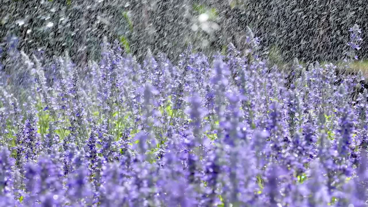 Lila blommor i regnet