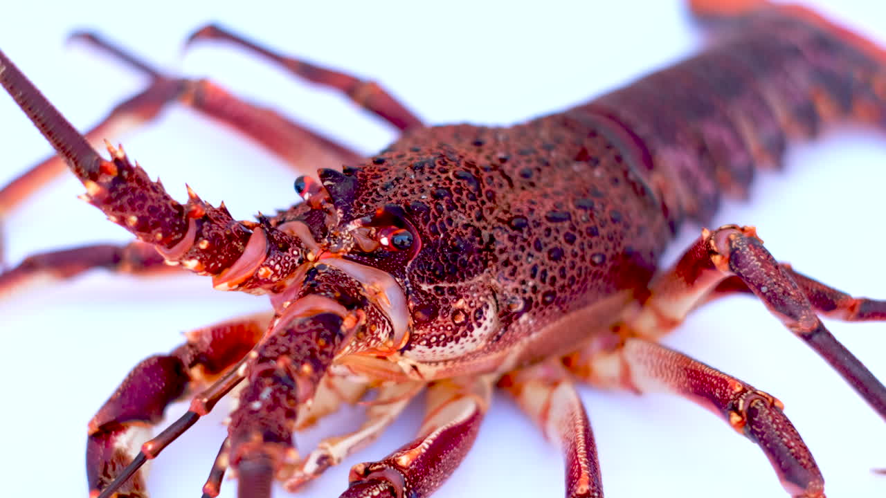 Live spiny South African rock lobster (crayfish) on white background, rack focus