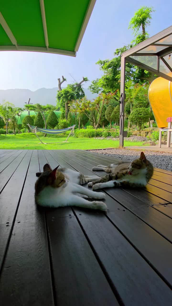 Two Korean short-haired tabby cats relax side by side on a wooden deck, enjoying a peaceful rest in the natural setting of Glamtree Resort in Gapyeong, South Korea