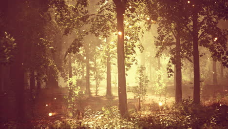 a forest filled with lots of trees covered in fog