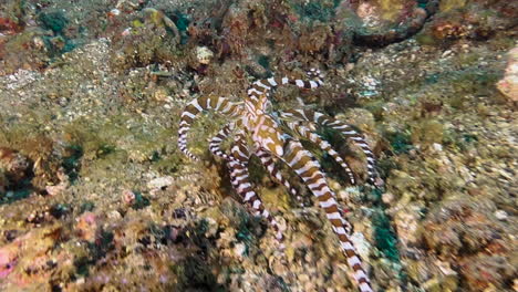 wonderpus moving over seabed with some corals during day