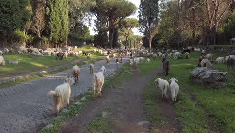 Walk-on-the-appian-way-on-a-sunny-day-with-a-herd-of-goats-grazing-amidst-ruins-of-ancient-rome