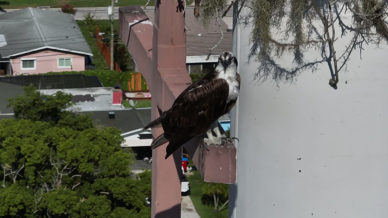 pájaro águila mariposa posado en la altura por encima de un área residencial en una cruz
