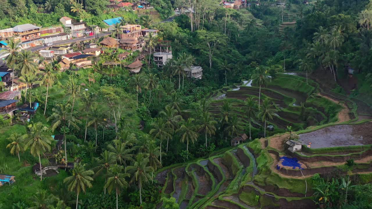 antena de la terraza de arroz tegallalang inundada en la madrugada del amanecer en ubud bali