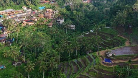 aerial of flooded tegallalang rice terrace in early morning sunrise in ubud bali