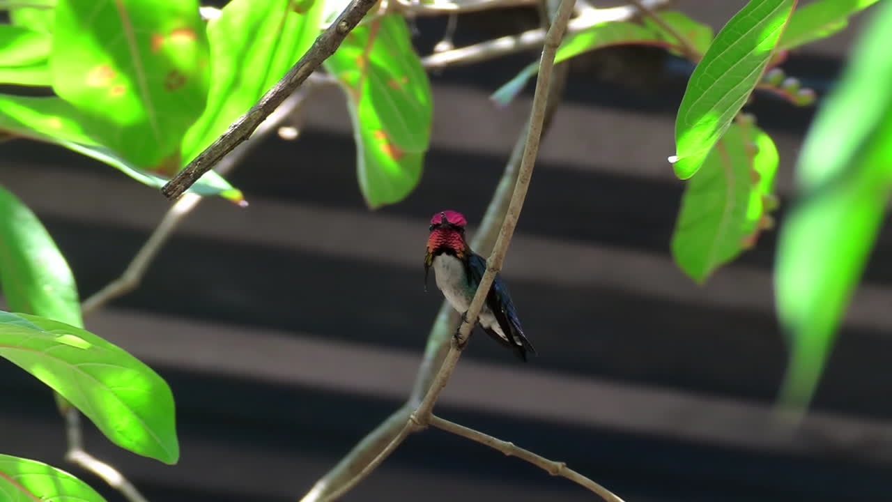 un colibrí de abeja macho descansa en una rama en cuba
