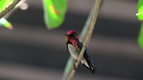 a male bee hummingbird rests ion a branch in cuba