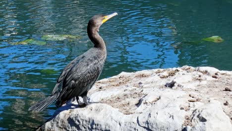 Kormoran-Ruht-Sich-An-Einem-Sonnigen-Tag-Auf-Einem-Felsen-Aus,-Während-Seerosenblätter-Hinter-Dem-Vogel-Auf-Dem-Fluss-Schwimmen