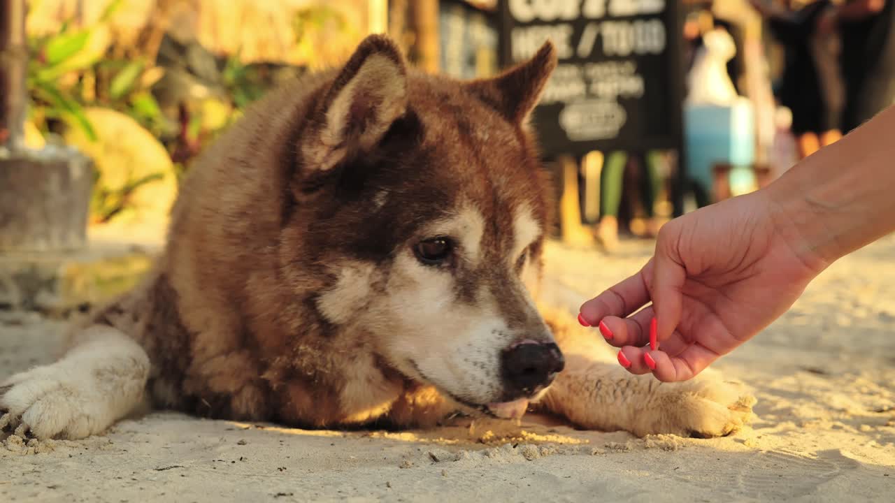 Fluffy malamute lies on warm sand while human gently pets it at sunset glow