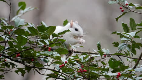 white eastern gray squirrel sitting and eating on green holly bush with red berries