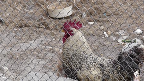 gallinas y gallos cerrados en la pasarela, en el gallinero