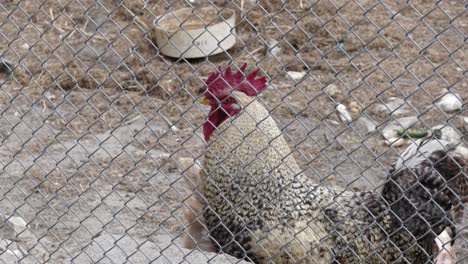 hens and rooster closed on the catwalk, in hen house