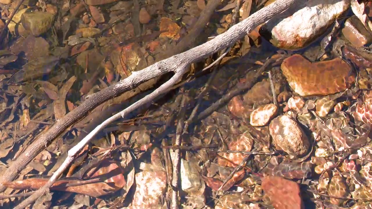 Sunlight reflects on clear flowing stream water over submerged rocks and branches in Warrumbungle, Australia.