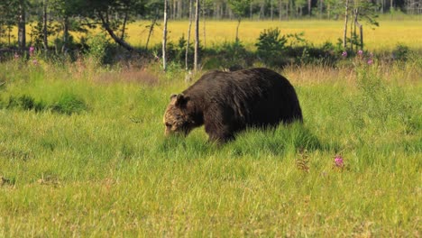 Braunbär-(Ursus-Arctos)-In-Freier-Natur-Ist-Ein-Bär,-Der-In-Weiten-Teilen-Nordeurasiens-Und-Nordamerikas-Vorkommt.-In-Nordamerika-Werden-Die-Braunbärenpopulationen-Oft-Als-Grizzlybären-Bezeichnet.