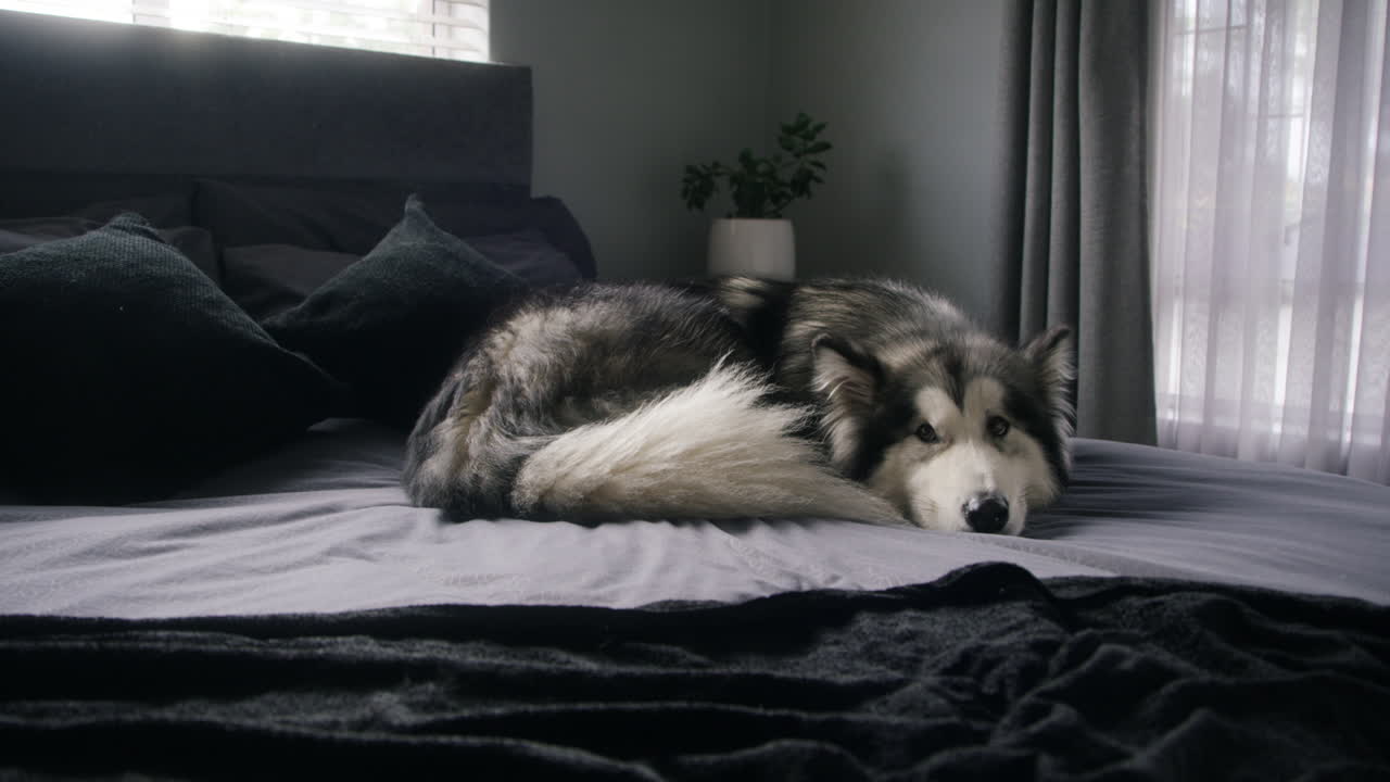 벌써 주인이 그리워졌어