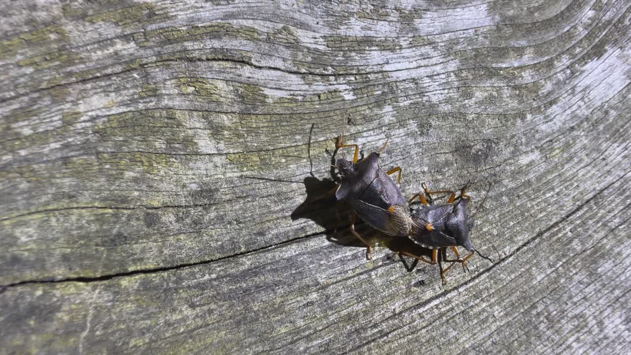 에스토니아의 오래된 나무 테이블 위에서 짓기하는 숲 벌레 (pentatoma rufipes) 의 클로즈업.