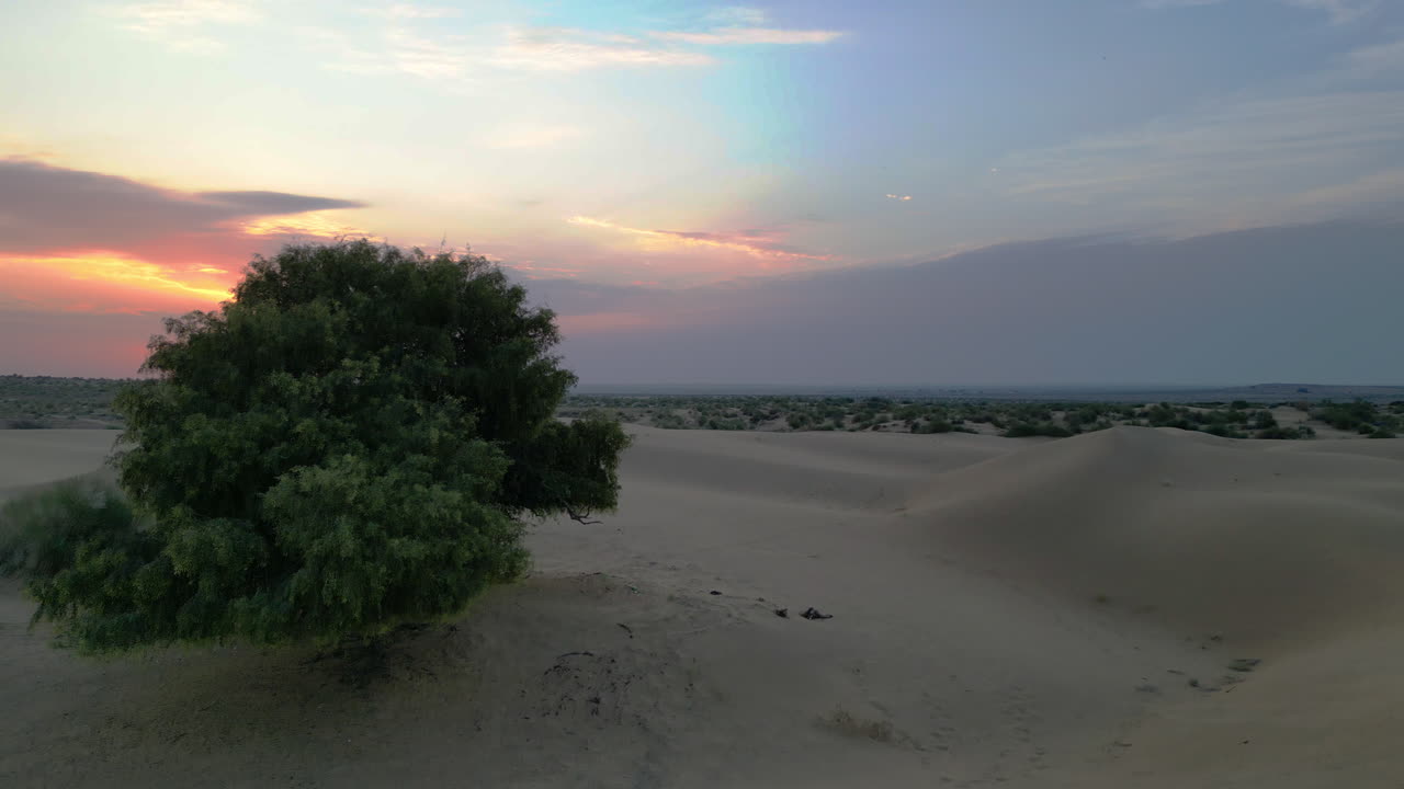 una interminable duna dorada bajo una puesta de sol vibrante en jaisalmer, rajasthan, con un árbol verde solitario de pie alto 4k drone