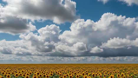 a breathtaking panorama of expansive sunflower fields under a dramatic sky, capturing the beauty and essence of nature's vibrant colors and textures