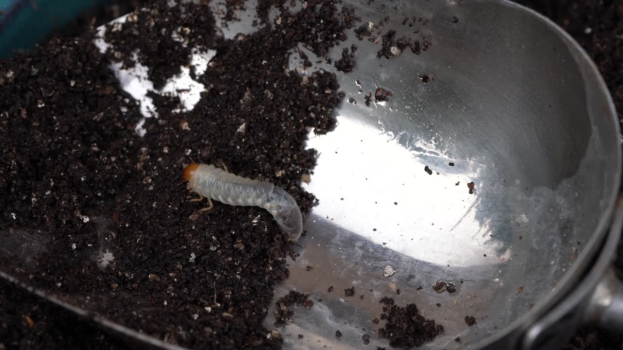 Larva chiara, bianca e traslucida che striscia su una piccola paletta dopo essere stata estratta dal terreno umido di un'aiuola all'aperto