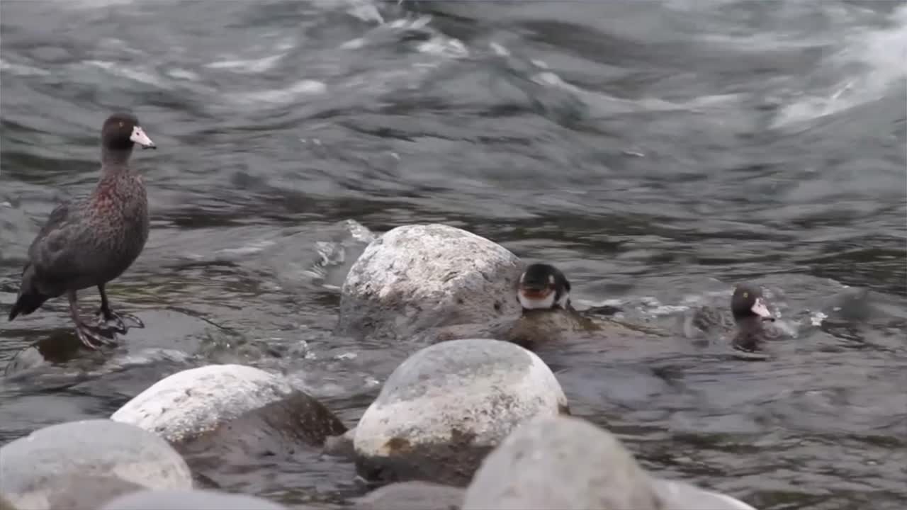 뉴질랜드의 야생 물에 있는 파란 오리 가족, 바위 위의 귀여운 오리