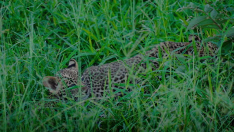 two leopard cubs hiding in tall grass