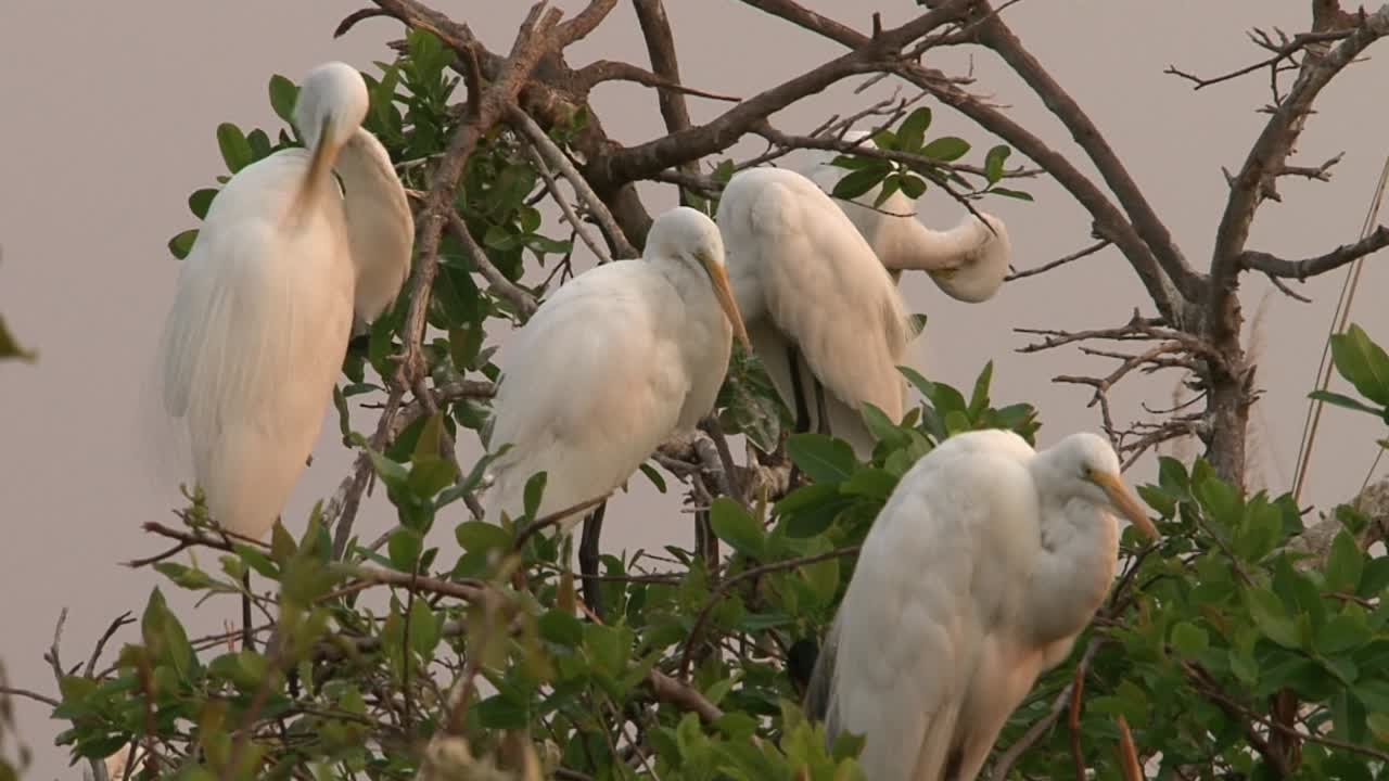 cinco grandes garcetas descansan en un árbol a la luz de la noche y limpian su plumaje, tiro medio a primer plano