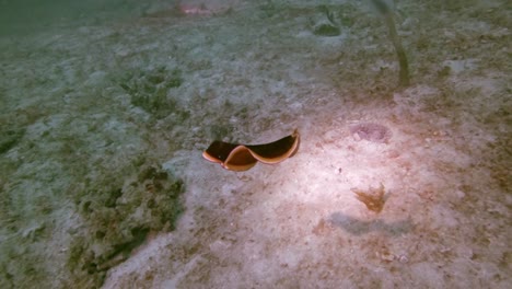 mesmerising flatworm swimming along like a flouting ribbon