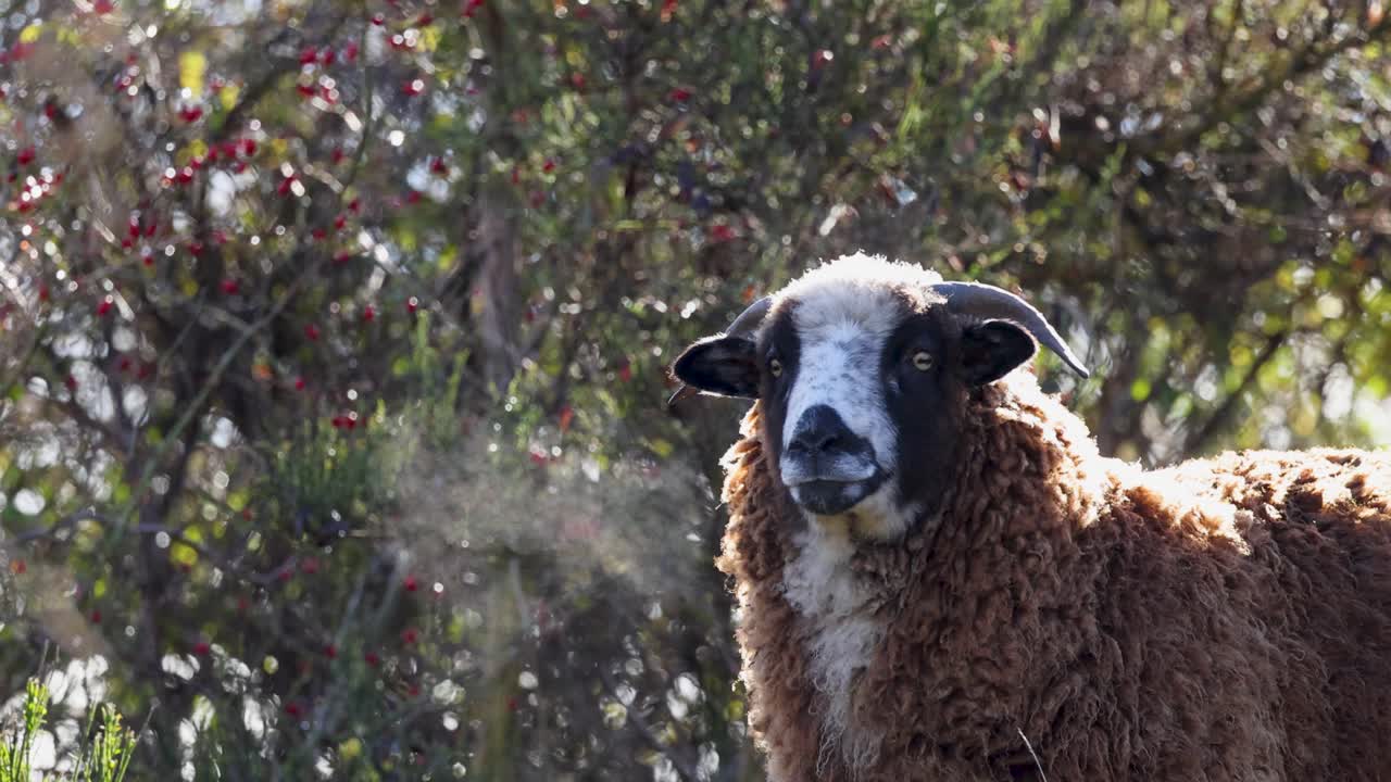 A woolly horned sheep stands amidst lush foliage in Queenstown, New Zealand. Natural lighting highlights its textured coat and serene demeanor