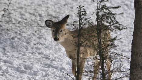 Weißwedelhirsch-Zeigt-Sich-Aus-Dem-Busch-Slomo-Winter