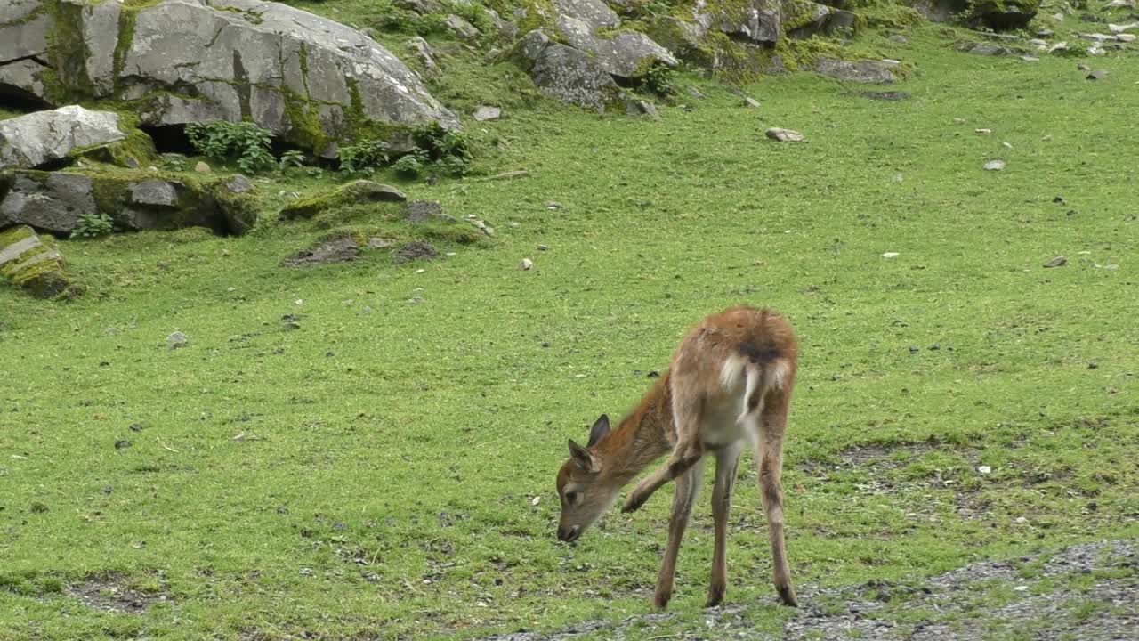 Giovane cerbiatto che usa la zampa posteriore per grattarsi il collo all'aperto nello zoo di Rauris, Austria