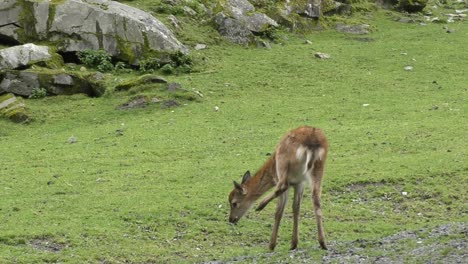 young fawn using back leg to scratch neck outside in zoo at rauris, austria