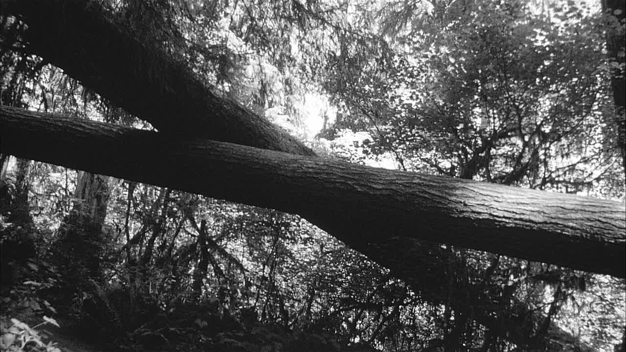 Black and White 16mm Film two down trees crossed on a hiking trail