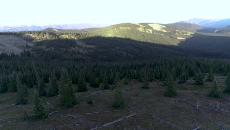 Desierto-De-Sartén-Que-Muestra-Un-Bosque-Joven-Natural-Echando-Raíces