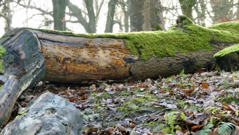 Moss-covered-woodland-fallen-tree-trunks,-Sunshine-shining-through-silhouette-branches-background