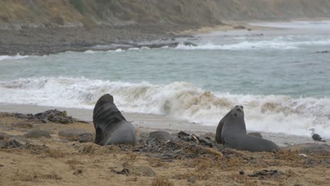 sea lions playing interacting with each other at the shore in catlins, new zealand - medium shot