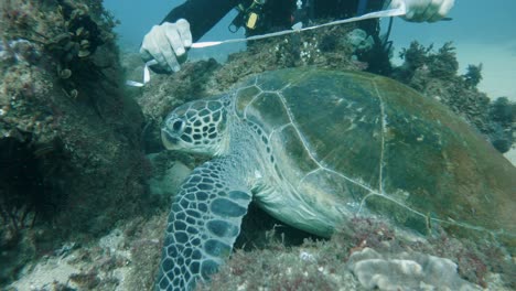 a marine researcher performs scientific tasks on a sea turtle while underwater scuba diving