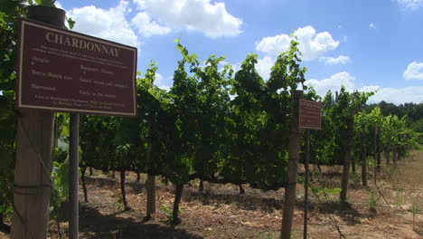 vineyard and the varietals in rows