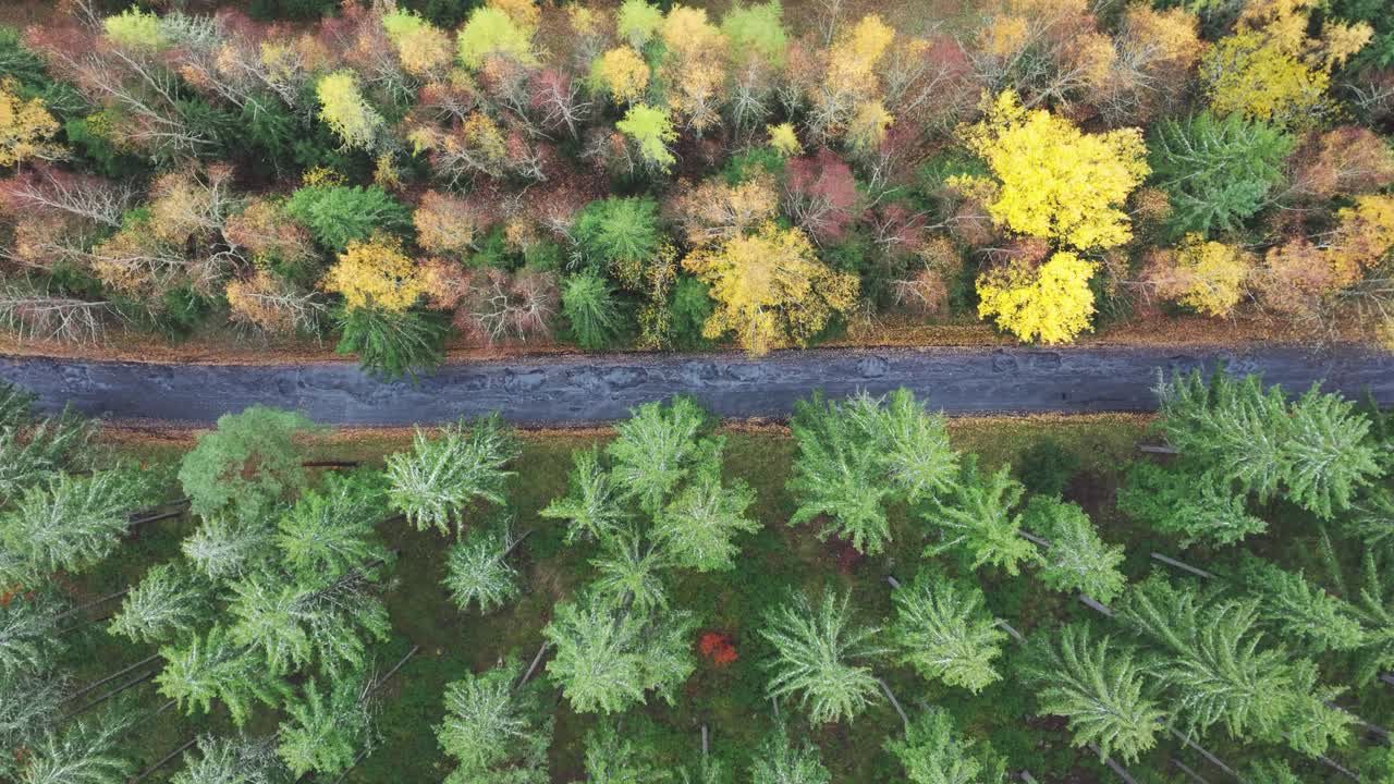 vista aérea de la carretera de asfalto negro entre el bosque de otoño de hoja perenne y colorido