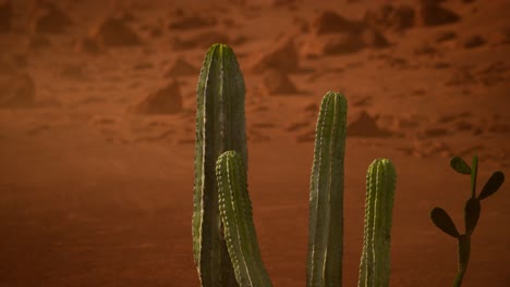 Arizona-Wüstensonnenuntergang-Mit-Riesigem-Saguaro-Kaktus