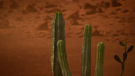 puesta de sol en el desierto de arizona con un cactus saguaro gigante