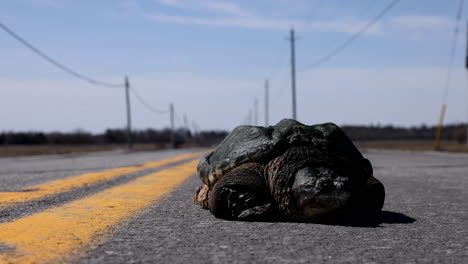 Peligro-De-Tráfico-Tortuga-Mordedora-En-La-Carretera