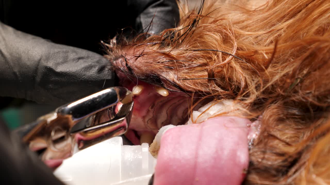 Estrazione di un incisivo durante una pulizia dentale su un cane Yorkshire.